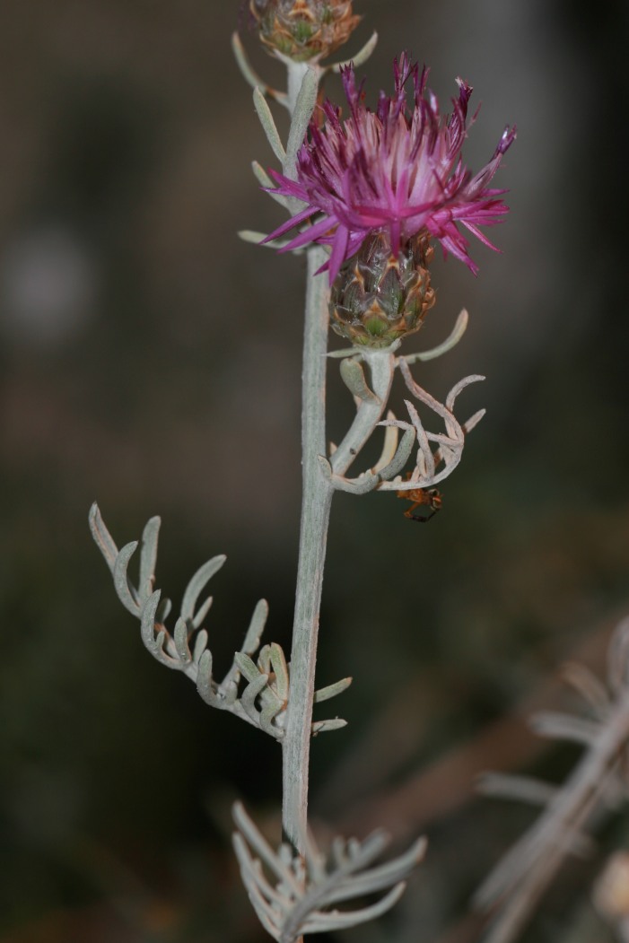 Centaurea diomedea / Centaurea delle Tremiti